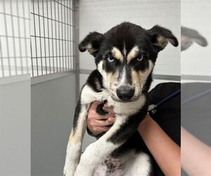 German Shepherd Dog-Huskies  Mix Dogs for adoption in Ojai, CA, USA