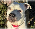 BIBI - Female Mutt Dog for Adoption - Small photo