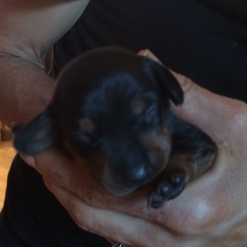 Medium Photo #1 Dachshund Puppy For Sale in SHALLOTTE, NC, USA
