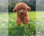 Small #23 Goldendoodle mix (+ Poodle Miniature)