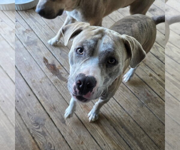 Medium Photo #1 Mutt Puppy For Sale in Williamsburg, IA, USA
