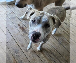Mutt Dogs for adoption in Williamsburg, IA, USA