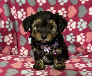 YorkiePoo Puppy for sale in JEFFERSONVILLE, IN, USA