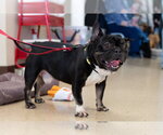Small #14 French Bulldog