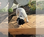 Puppy Nugget Bernedoodle-Bluetick Coonhound Mix