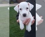 Small Photo #17 Jack Russell Terrier Puppy For Sale in APPLE CREEK, OH, USA