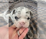 Small Photo #2 French Bulldog Puppy For Sale in CANTON, TX, USA