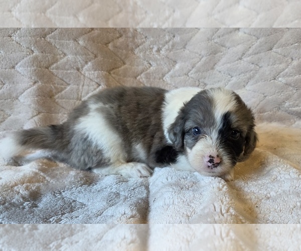 Medium Photo #8 Aussiedoodle Puppy For Sale in WILLS POINT, TX, USA