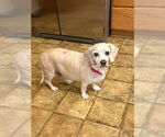 Small #2 Bagle Hound