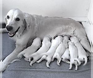 Mother of the English Cream Golden Retriever puppies born on 08/26/2022