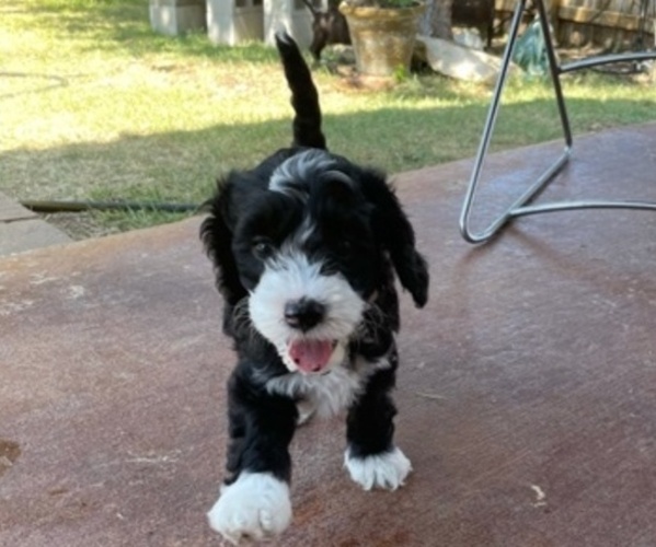 Medium Photo #5 Australian Labradoodle Puppy For Sale in SAN ANTONIO, TX, USA