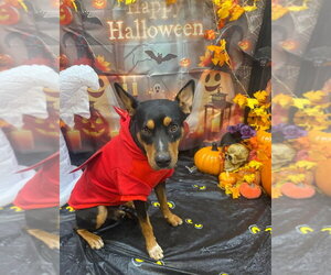 Mutt Dogs for adoption in Bryant, AR, USA
