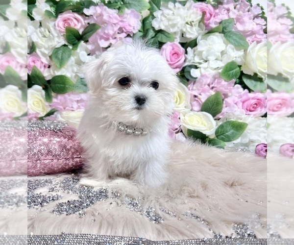 Medium Photo #49 Maltese Puppy For Sale in HAYWARD, CA, USA