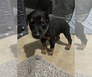 Medium Doberman Pinscher