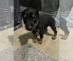 Puppy Green Doberman Pinscher