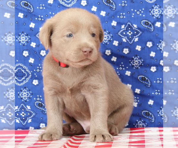 Medium Photo #8 Labrador Retriever Puppy For Sale in MARSHFIELD, MO, USA
