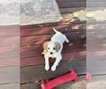 Puppy Buddy Cavachon
