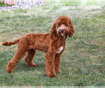 Illius - Male Cavapoo (Miniature) Puppy for Sale - Photo #5