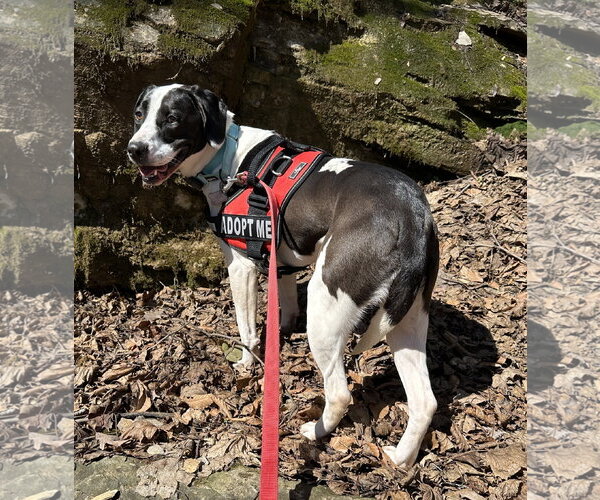 Medium Photo #6 Mutt Puppy For Sale in Harrisburg, PA, USA