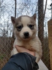Siberian Husky Puppy for sale in ARARAT, VA, USA