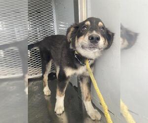 Australian Shepherd Dogs for adoption in Bakersfield, CA, USA
