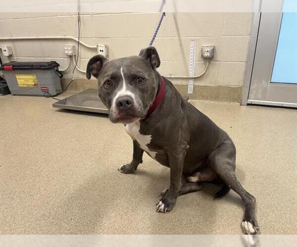 Medium Photo #1 American Staffordshire Terrier-Unknown Mix Puppy For Sale in Grand Prairie, TX, USA