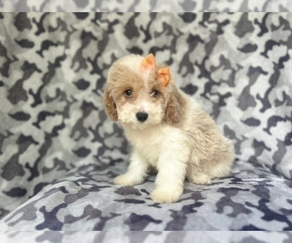 Medium Photo #6 Cock-A-Poo Puppy For Sale in LAKELAND, FL, USA