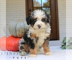 Small Bernedoodle (Miniature)