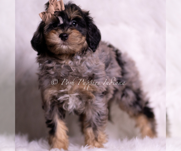 Medium Photo #86 Goldendoodle (Miniature) Puppy For Sale in WARSAW, IN, USA