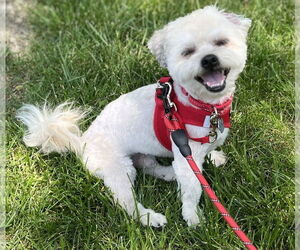 Mal-Shi Dogs for adoption in Mundelein, IL, USA