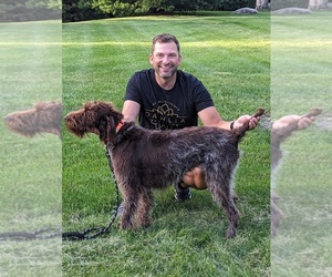 Wirehaired Pointing Griffon Puppy for sale in WEST DES MOINES, IA, USA