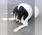 Small #3 Basset Hound Mix