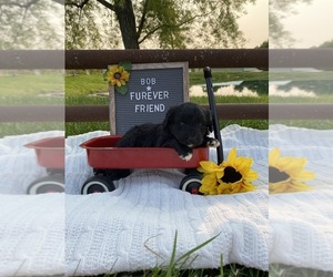 Aussiedoodle Miniature Puppy for Sale in BLOOMFIELD, Indiana USA