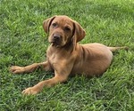 Small #2 Vizsla