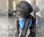 Small Photo #1 Cane Corso Puppy For Sale in STOCKBRIDGE, GA, USA