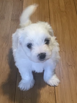 Medium Photo #1 Coton de Tulear Puppy For Sale in KAYSVILLE, UT, USA