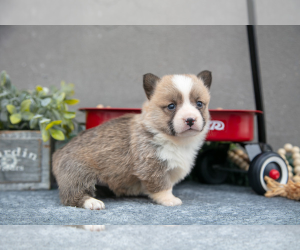 Medium Photo #22 Pembroke Welsh Corgi Puppy For Sale in CHRISTIANA, PA, USA