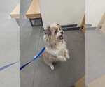 Small #3 Petit Basset Griffon Vendeen Mix