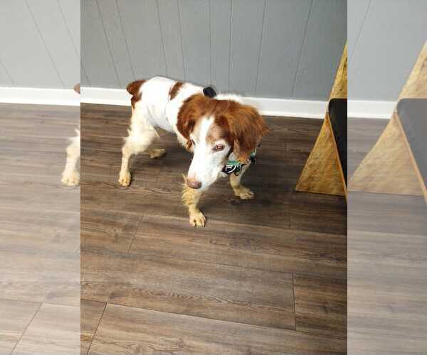 Medium Photo #8 Brittany Puppy For Sale in Curwensville, PA, USA