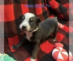 Small Photo #31 Miniature Australian Shepherd Puppy For Sale in QUINCY, CA, USA