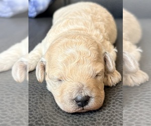 Medium Cavapoo (Miniature)