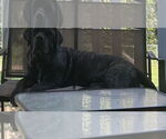 Small #2 Neapolitan Mastiff