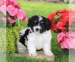 Small #2 Cavapoo