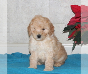 Goldendoodle-Poodle (Miniature) Mix Puppy for sale in STRASBURG, PA, USA