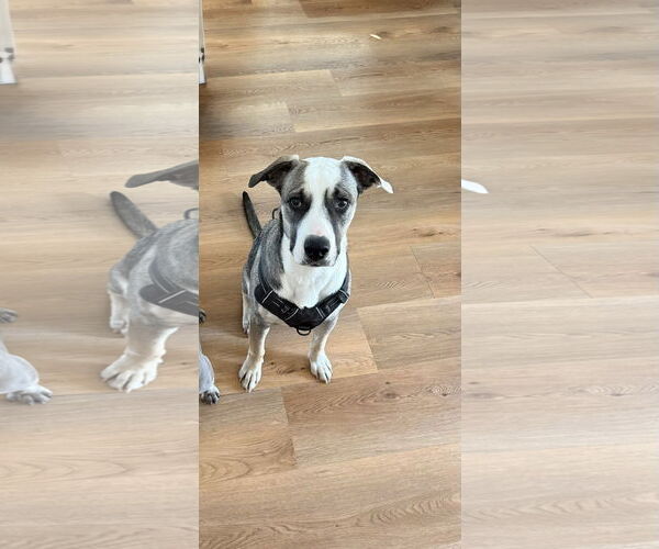 Medium Photo #1 Mutt Puppy For Sale in Fort Collins, CO, USA