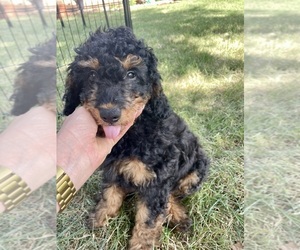 Aussiedoodle Miniature -Poodle (Miniature) Mix Puppy for sale in TULSA, OK, USA