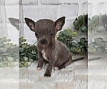 Small #19 Chihuahua
