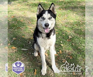 Siberian Husky Dogs for adoption in Irvine, CA, USA