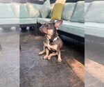 Small #2 French Bulldog