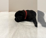 Small #2 Labrador Retriever